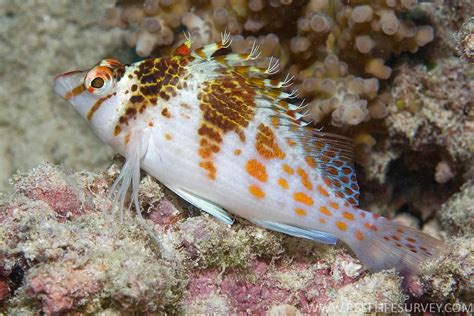 hawk fish|Cirrhitidae .
